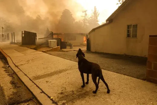 How the LA Fires are Impacting Pets and How YOU Can Help